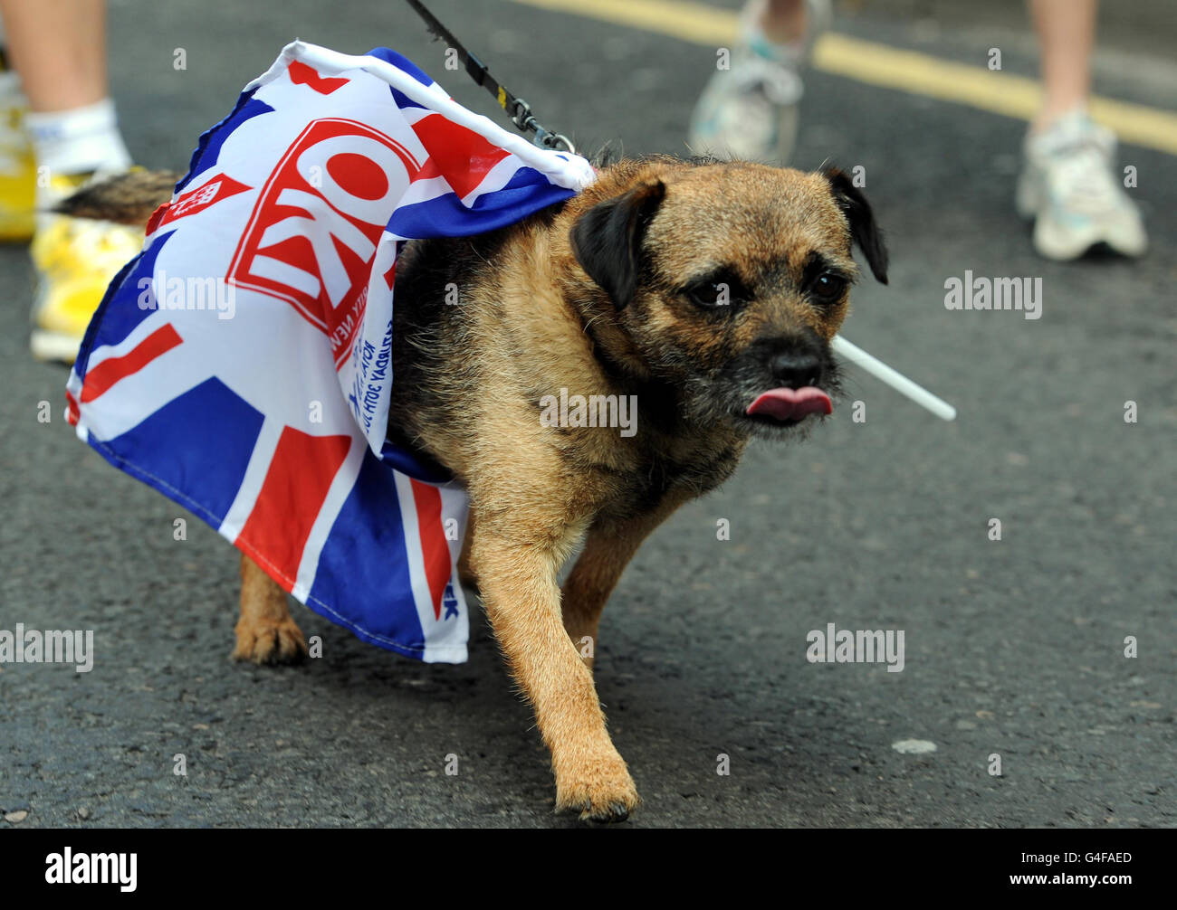A dog walks past the Canongate Kirk, in Edinburgh, as final preparations continue ahead of the wedding of Zara Phillips and Mike Tindall. Stock Photo