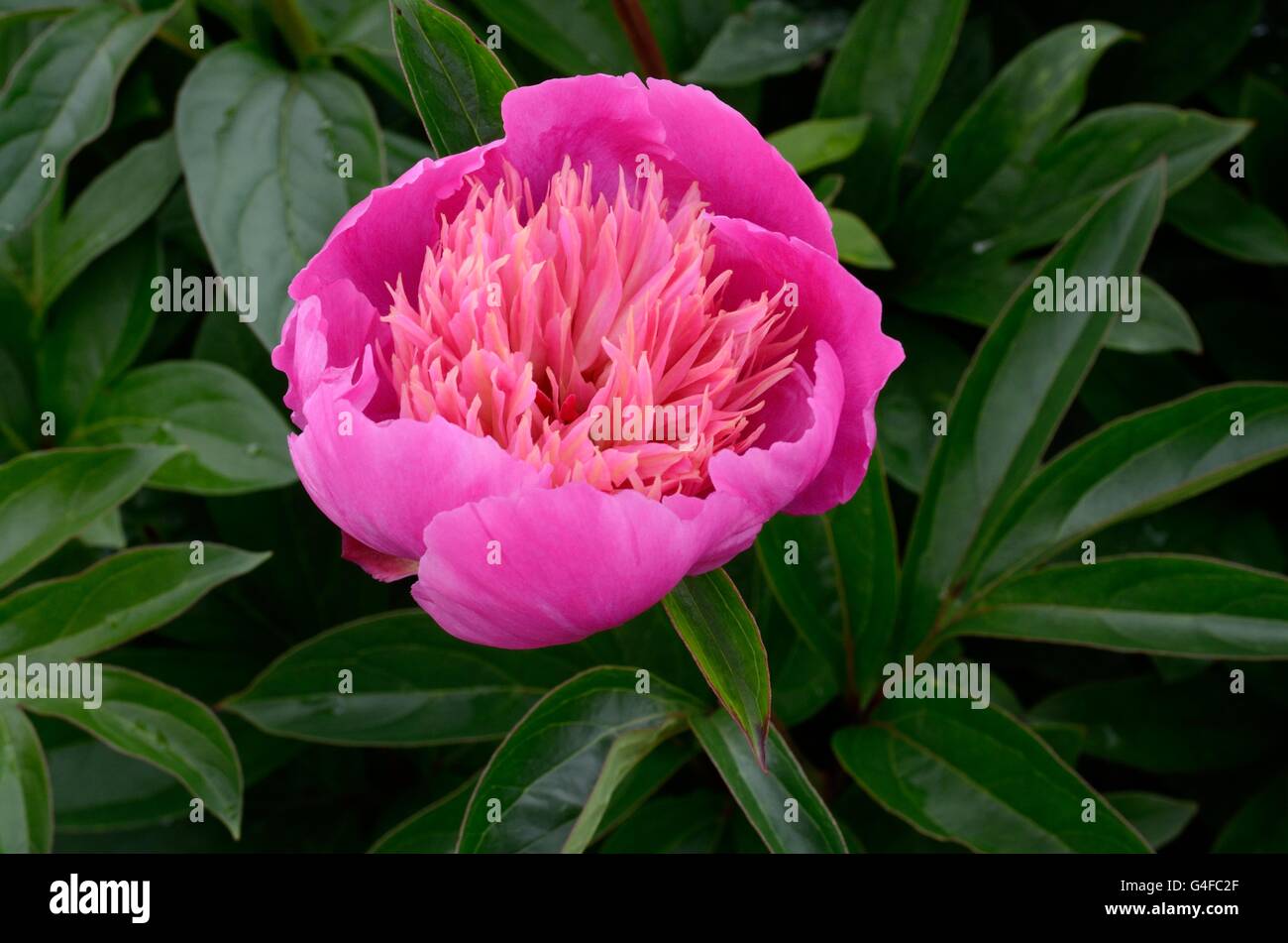 pink peony Paeonia lactiflora Kelways Majetic Stock Photo