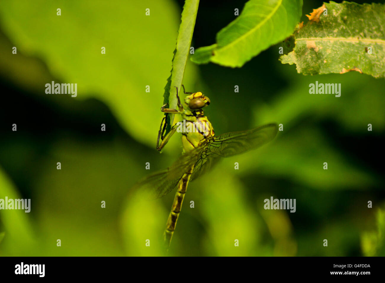 Close-up the dragonfly sitting on leaf in the nature Stock Photo - Alamy
