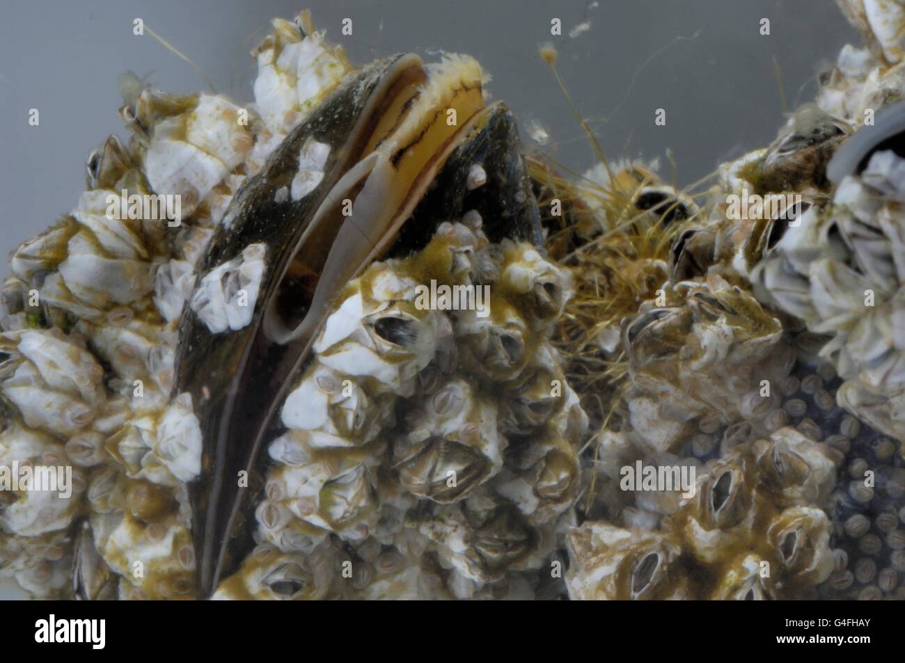 Barnacle (Balanus crenatus or Chthamalus stellatus) and Common Mussel - Blue Mussel (Mytilus edulis) feeding on plankton Stock Photo