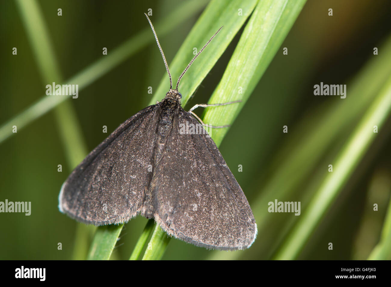 Chimney Sweeper moth (Odezia atrata). Distinctive black day-flying species in the family Geometridae, at rest on grass Stock Photo