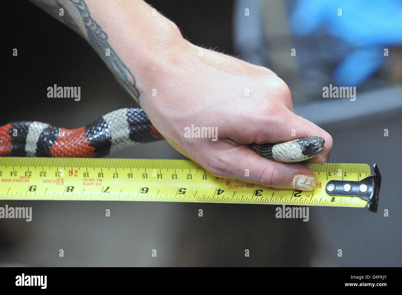 Reptile keeper Sarah Dempsey measures a Pueblan Milk Snake as part the annual weigh-in at ZSL London Zoo. Stock Photo