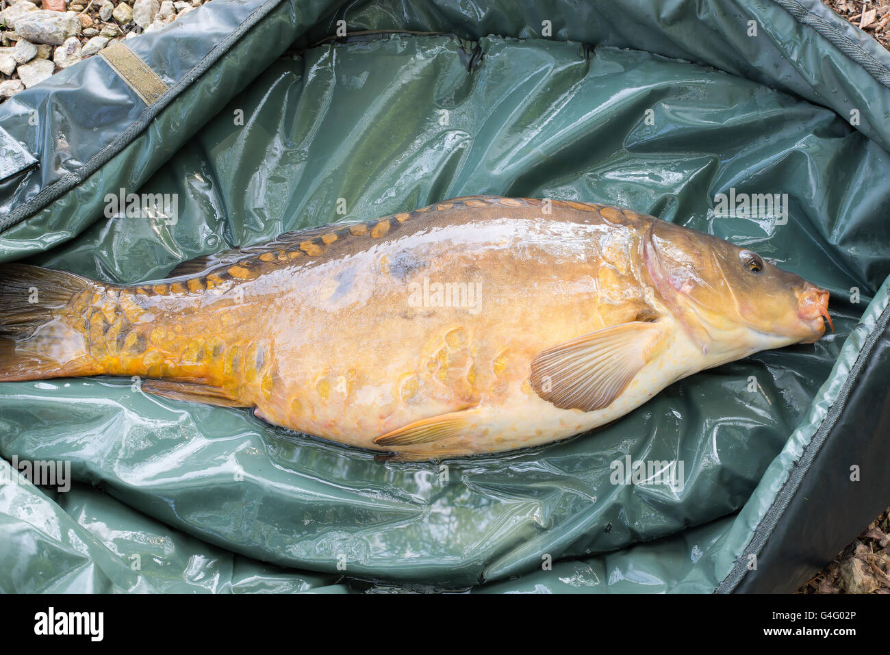 Fishing adventure, carp fishing, big fish (mirror carp) Stock Photo