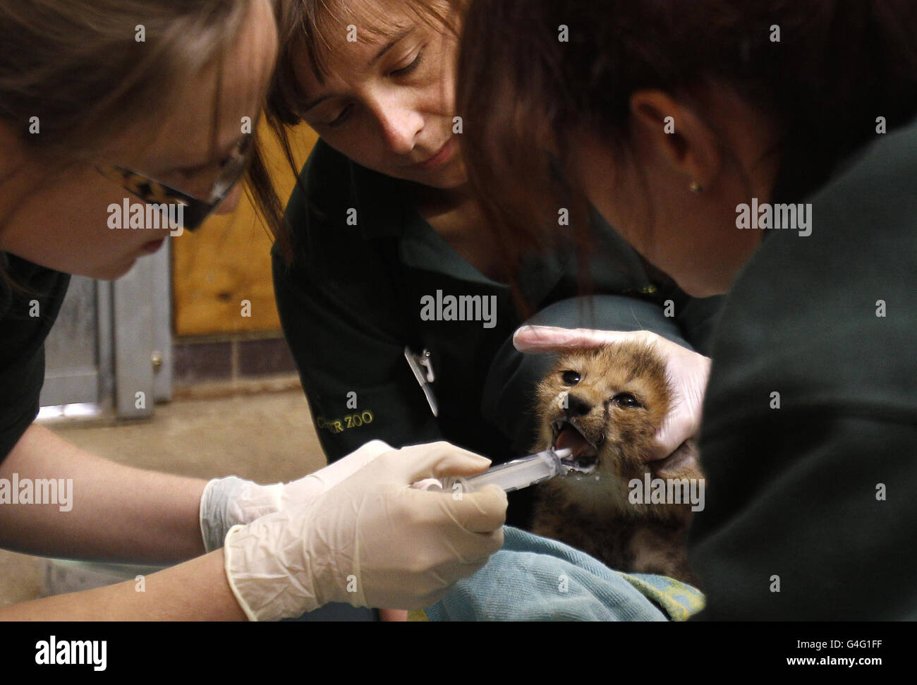 Gabby Drake, a veterinary resident at Chester Zoo, administers worming fluid to one of the four baby cheetah's born at the zoo. Stock Photo