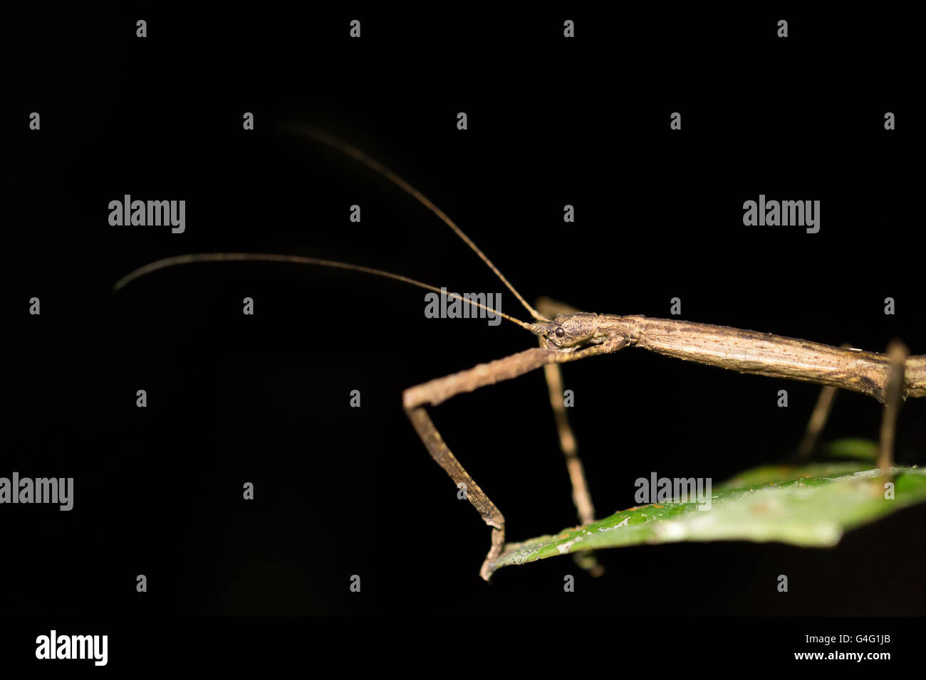 Stick insect in the jungle at night. Bako National Park in Sarawak, Malaysian Borneo. Stock Photo