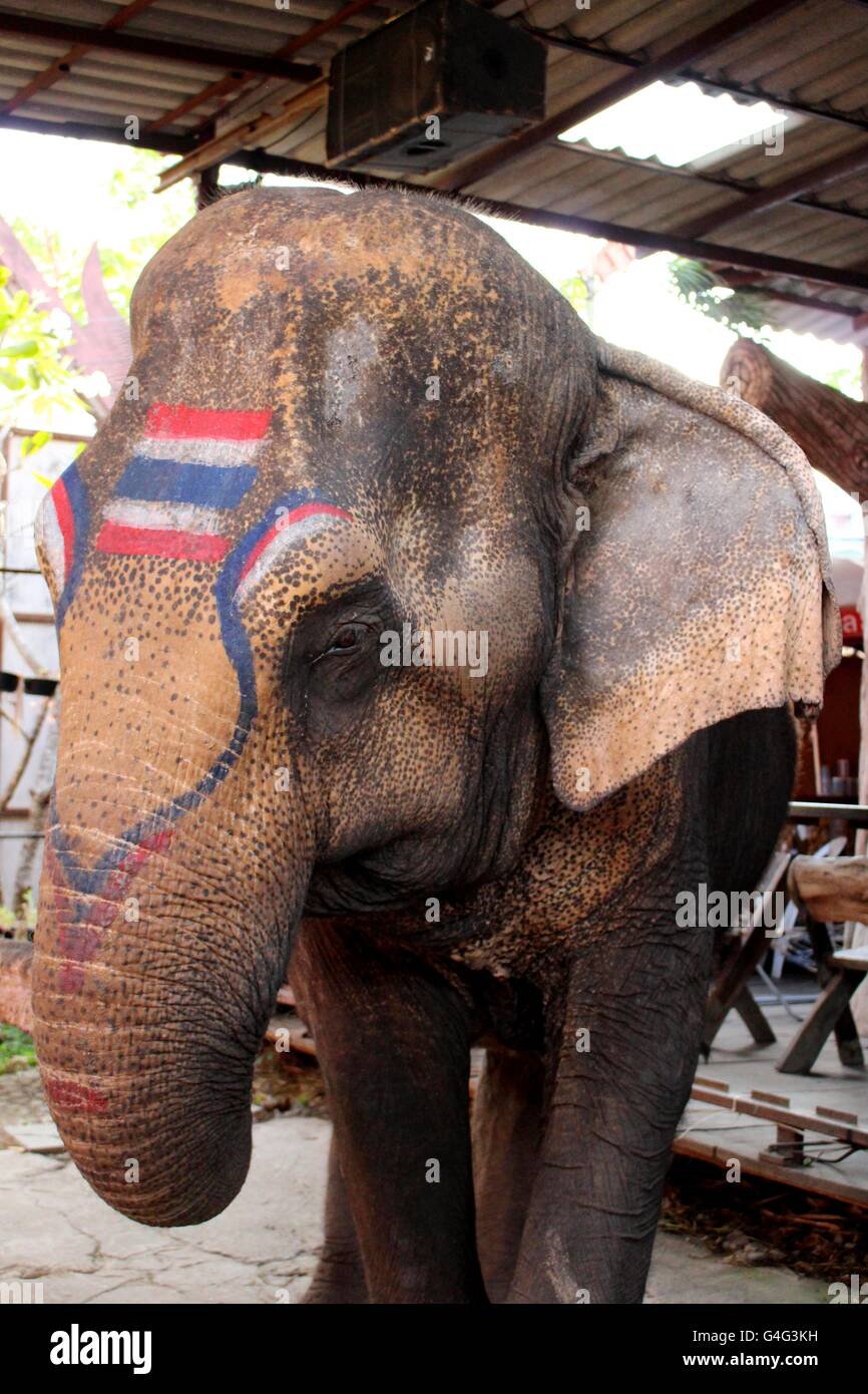 A decorated Thai elephant in Ayutthaya; Thailand's ancient capital. Stock Photo