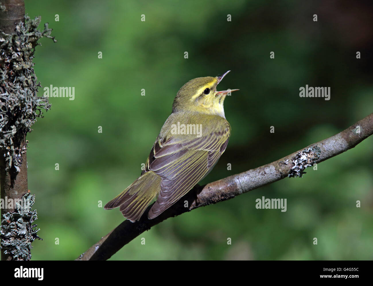Wood warbler, singing from a twig Stock Photo