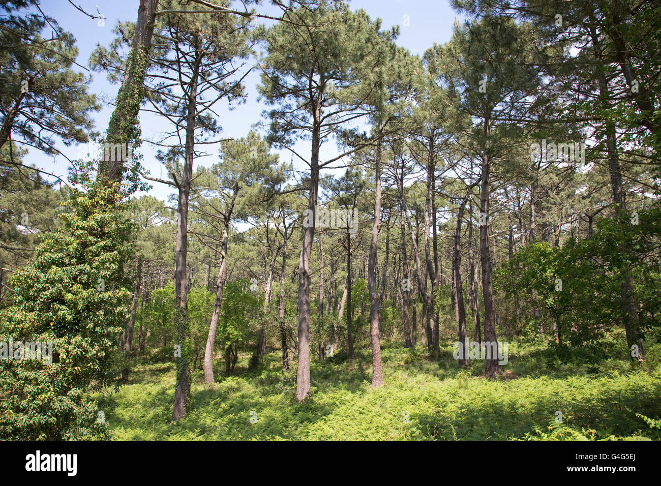 Pine forest along Great Dune of Pyla Southern France Stock Photo