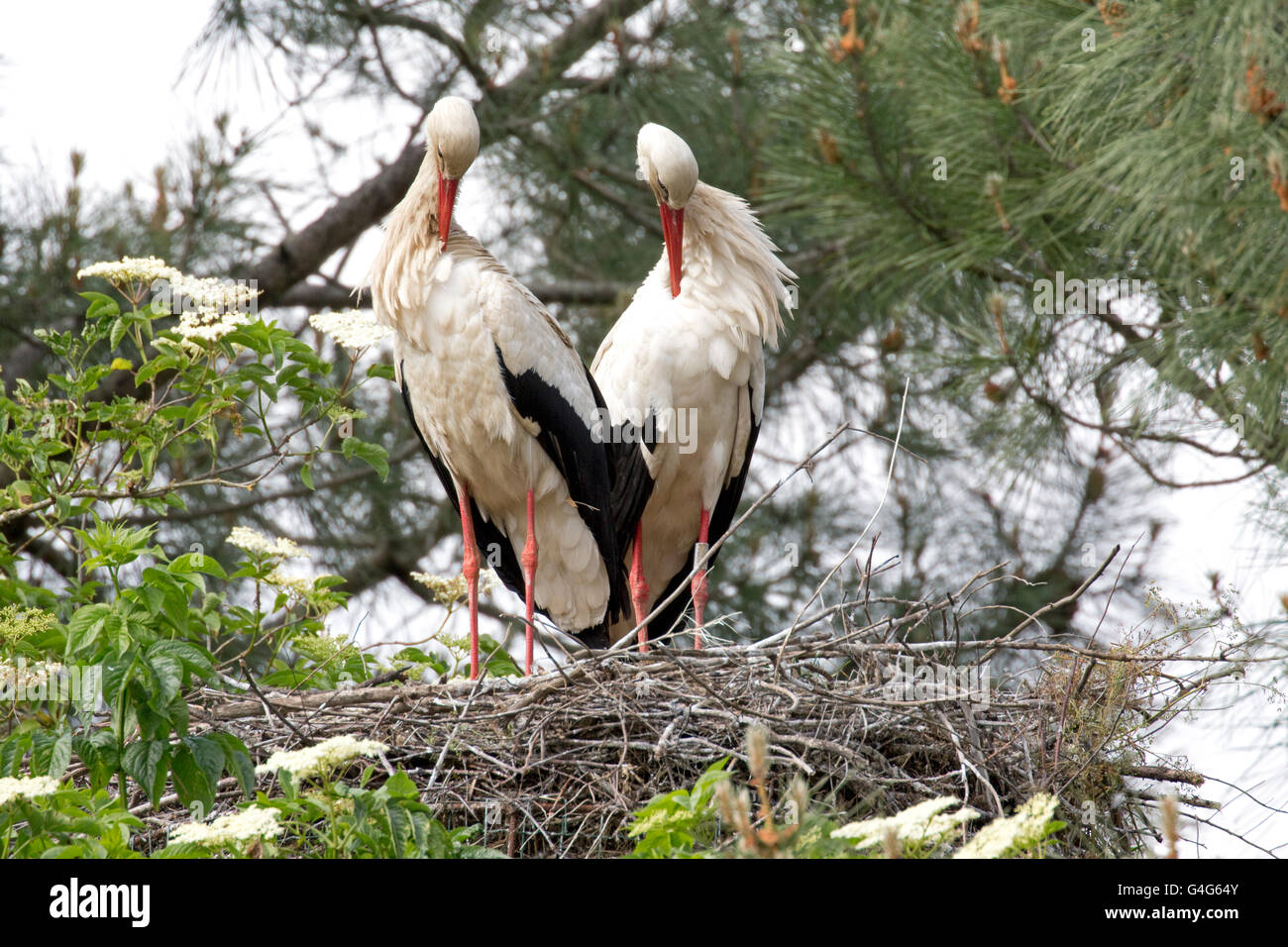 Two European white storks Ciconia ciconia on nest preening Réserve ...