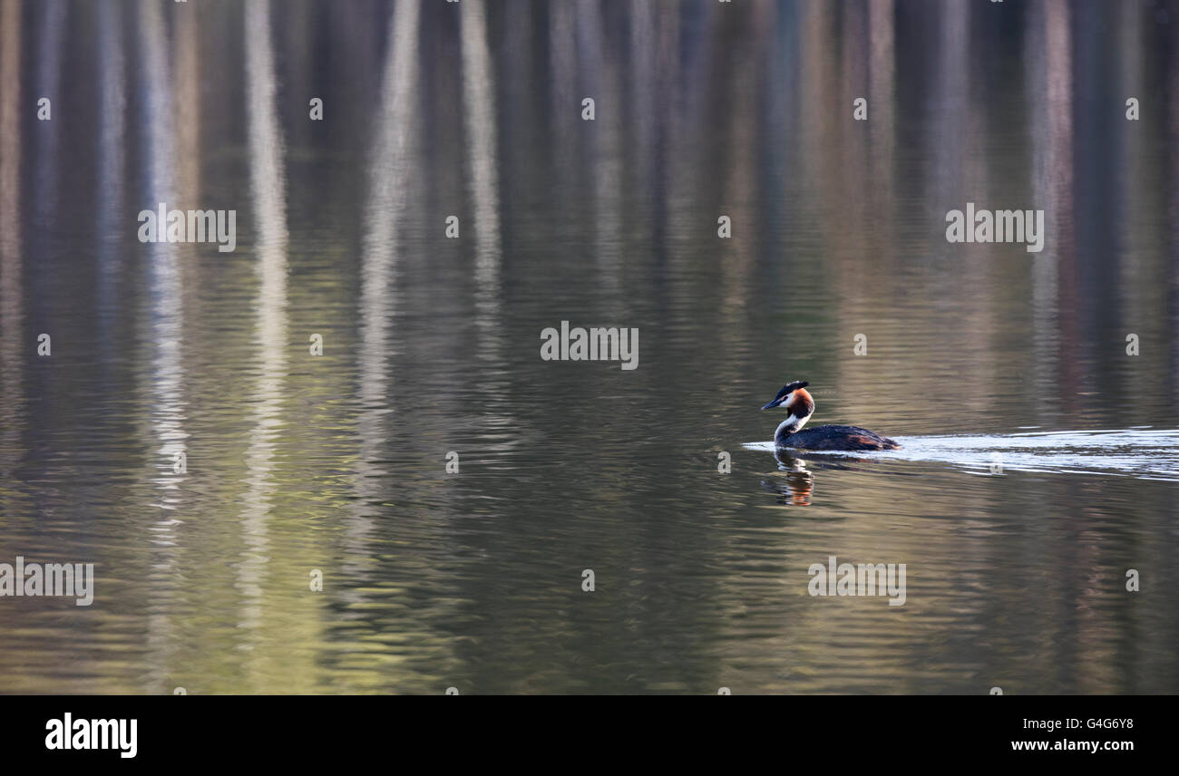 Great Crested Grebe swimming across pattern formed by tree reflections Stock Photo