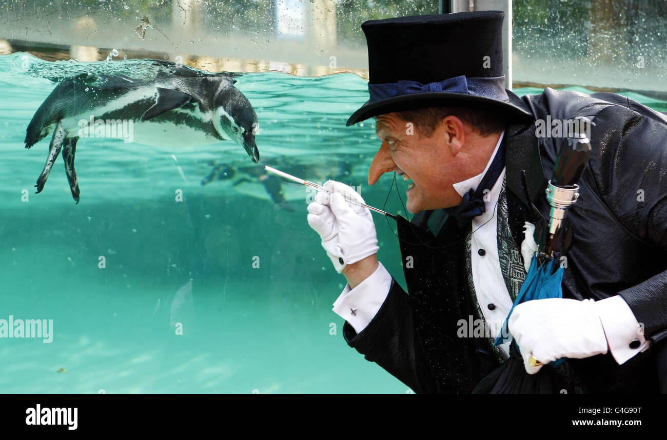 Actor Alex Giannini in character as The Penguin from the Batman live stage show visits penguins at ZSL London Zoo's Penguin Beach attraction, London. Stock Photo