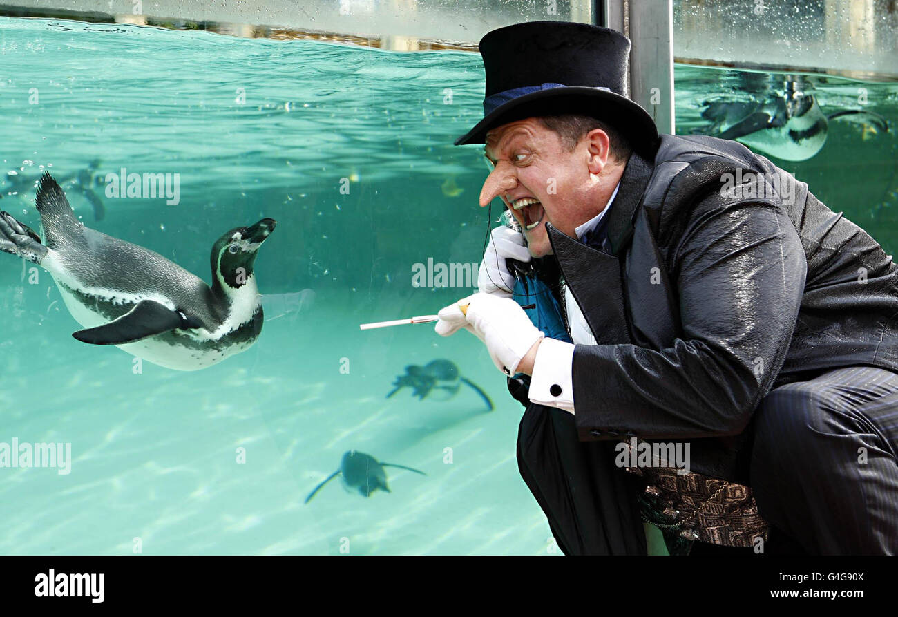 Actor Alex Giannini in character as The Penguin from the Batman live stage show visits penguins at ZSL London Zoo's Penguin Beach attraction, London. Stock Photo
