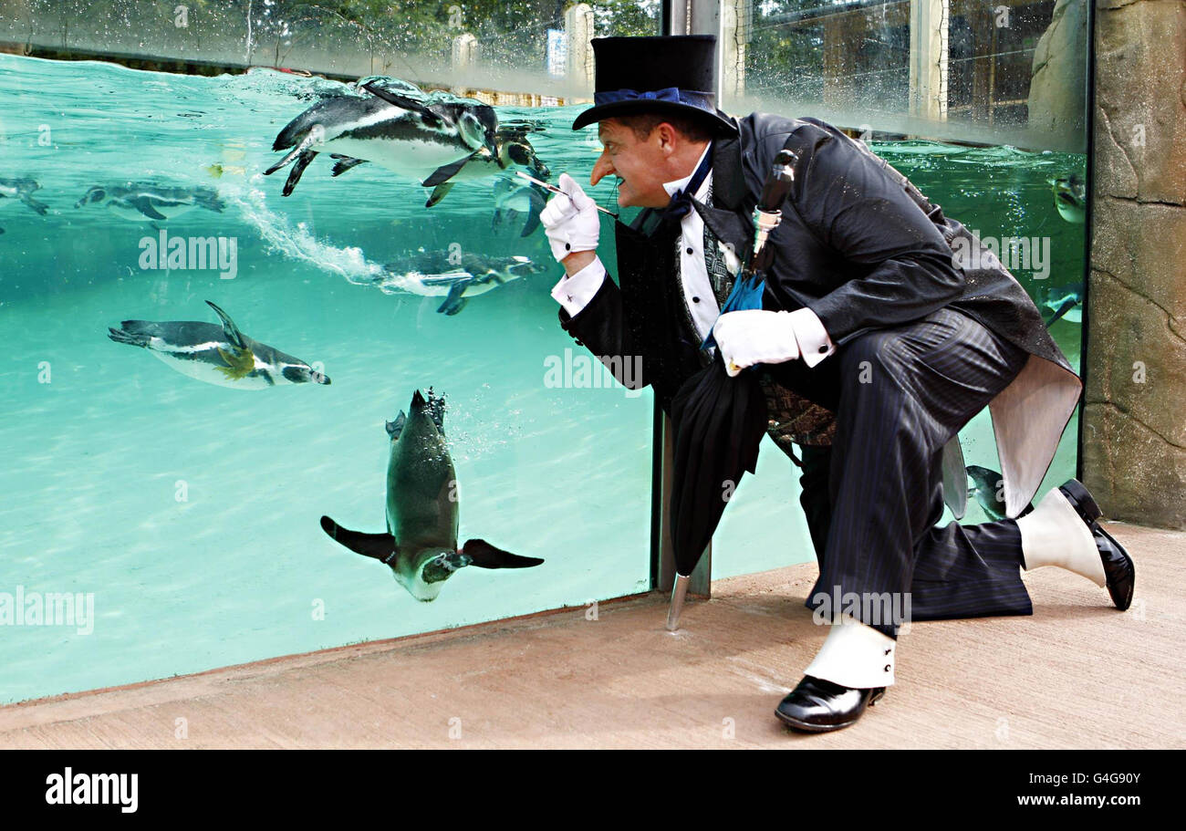 The Penguin meets penguins - London Stock Photo