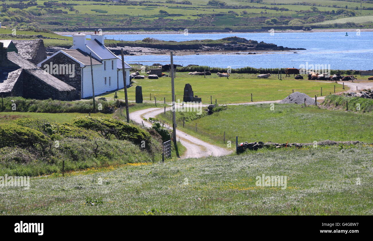 Traditional white Irish farm house by curving rural road, Dingle Peninsula, Ireland. Stock Photo