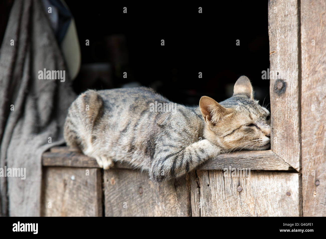 A cat snoozing on a window of a traditional Kayaw (Bwe) wood house, Heyi Ko village, Kayah State, Myanmar Stock Photo
