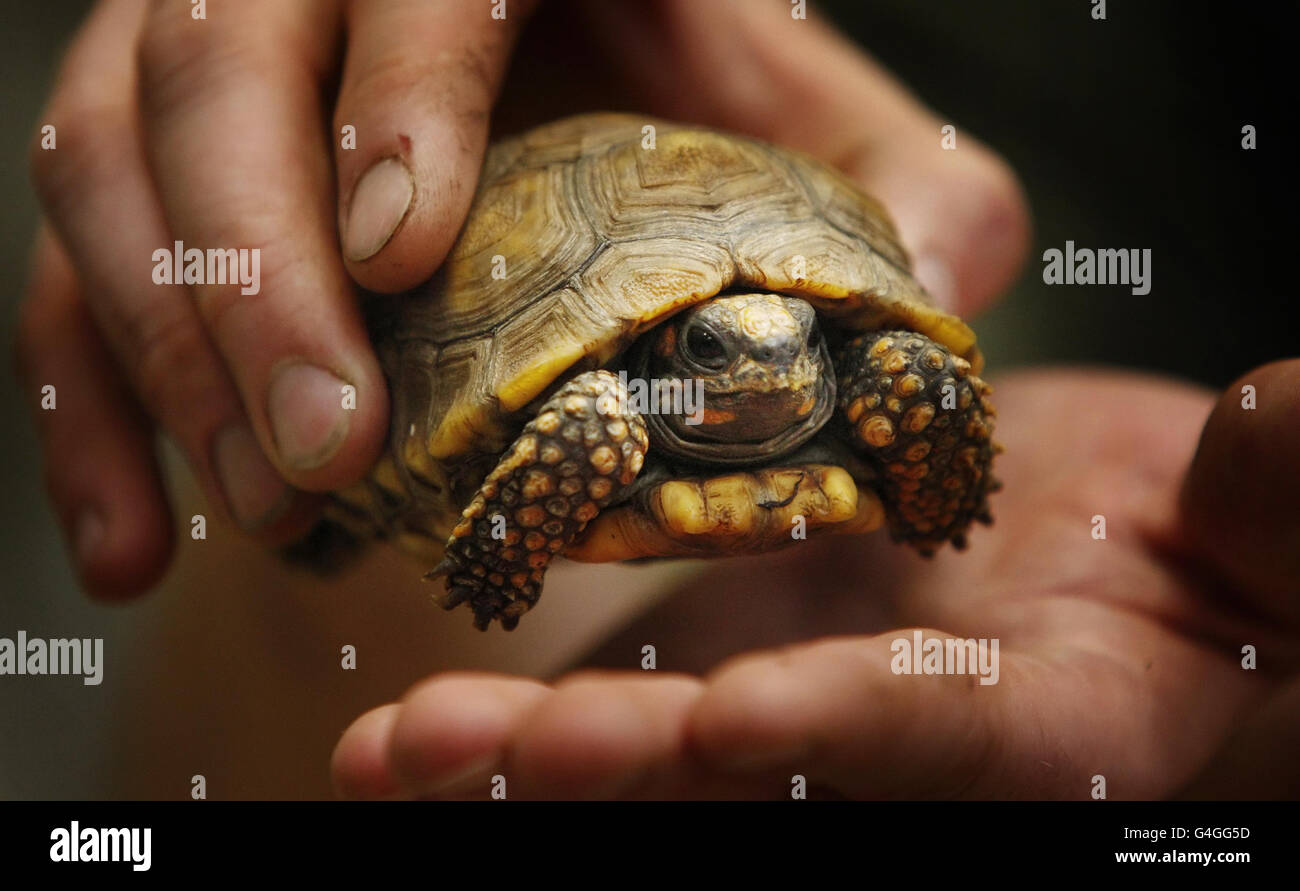 New Tropical Forest Zone at Edinburgh Zoo. A Yellow Footed tortoise at the new Tropical Forest Zone at Edinburgh Zoo. Stock Photo