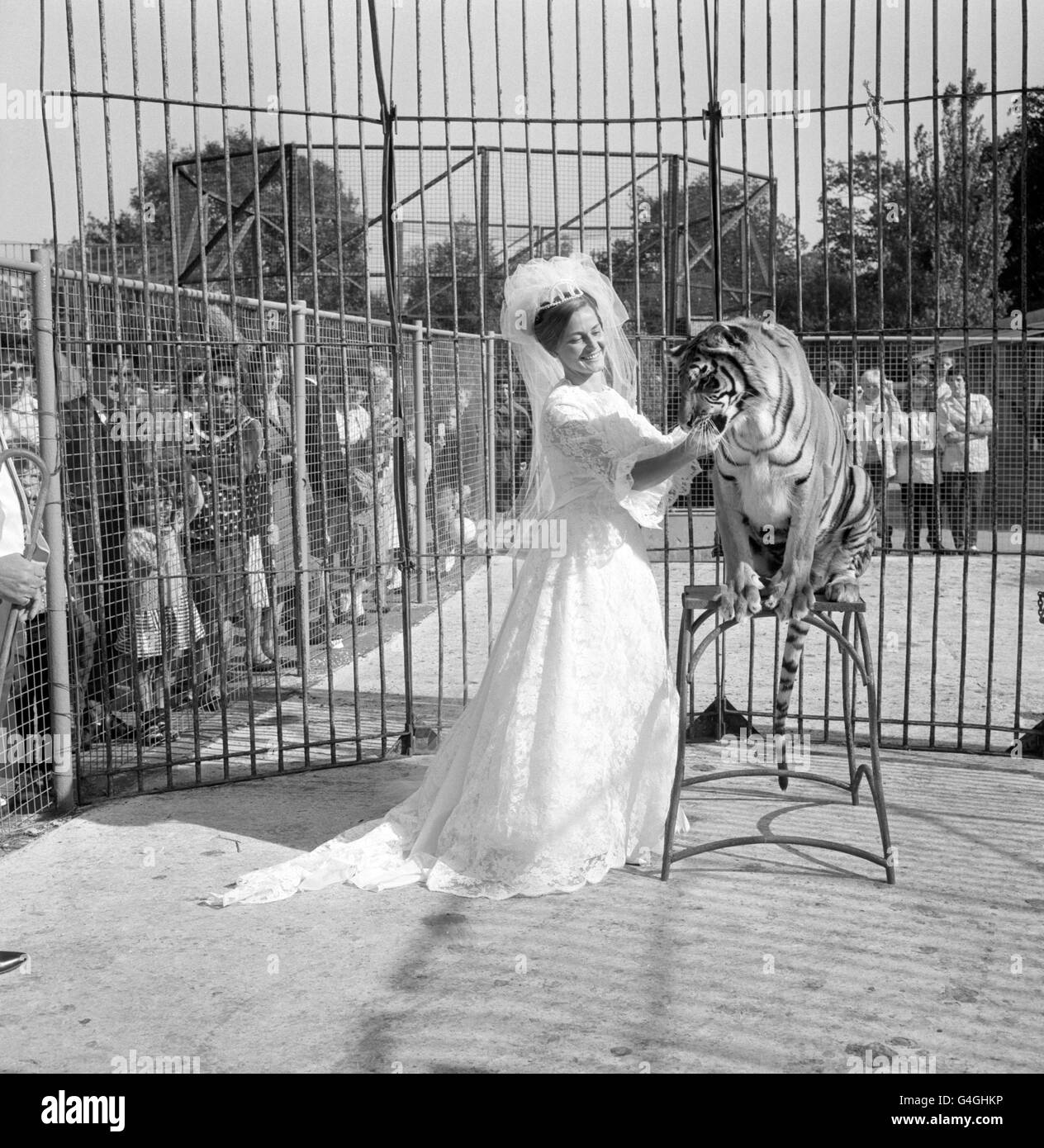 Circus trainer Mary Chipperfield visiting her favourite Tiger, Suki, at Southampton Zoo on the morning of her wedding. Stock Photo