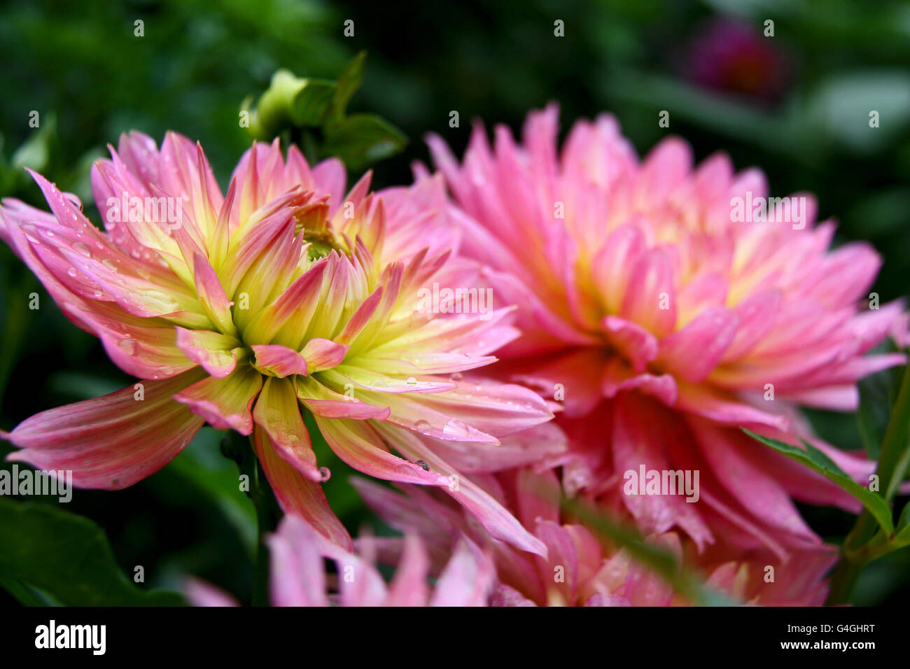 Beautiful autumn flowers - Dahlia aster family. Stock Photo