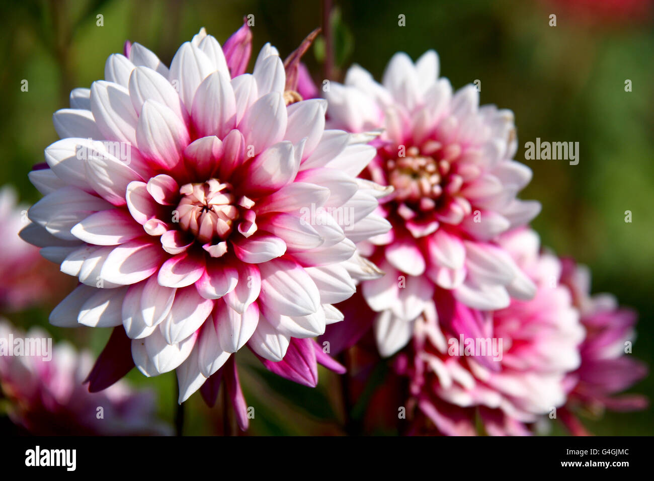 Beautiful autumn flowers Dahlia aster family Stock Photo Alamy