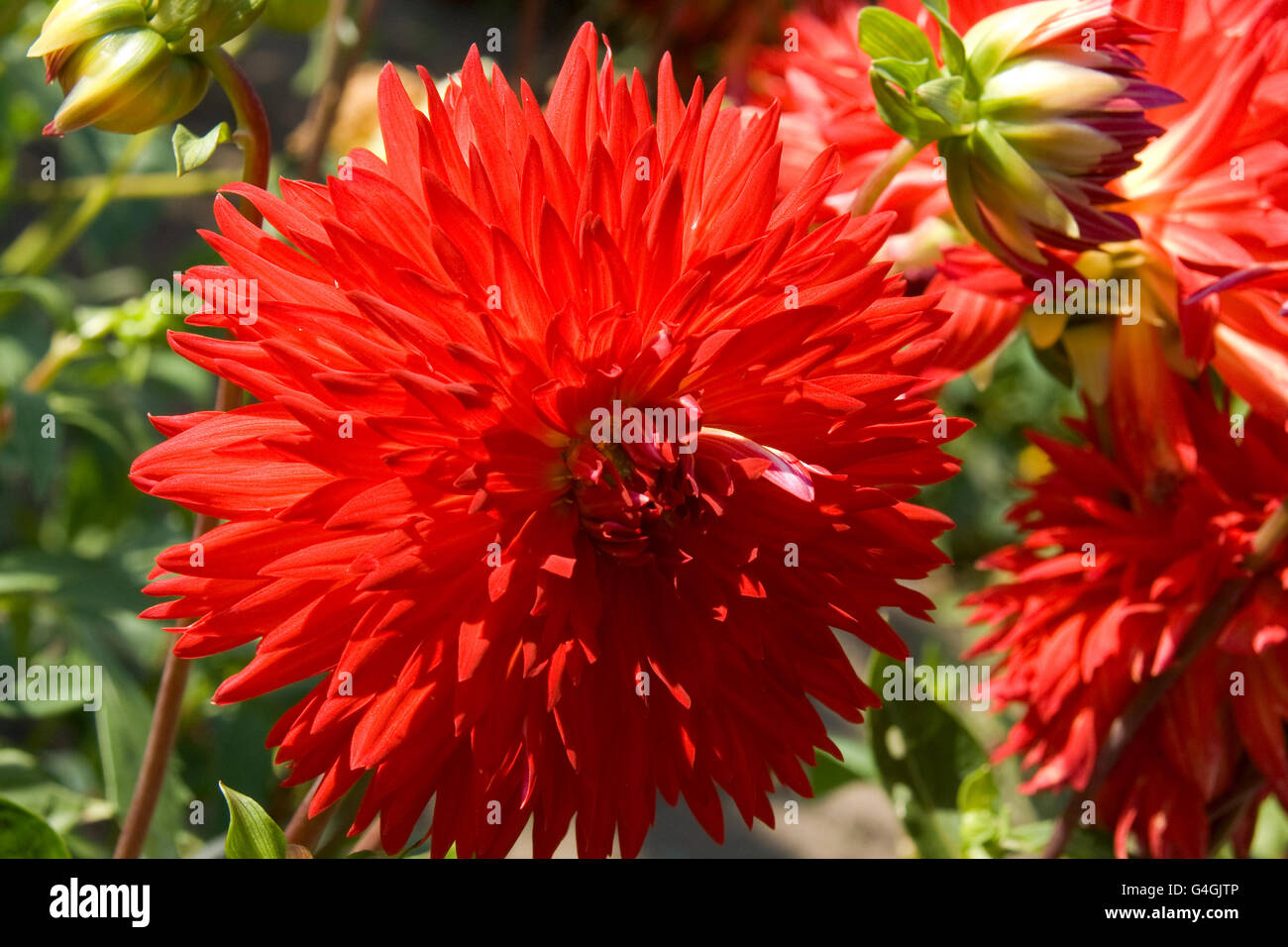 Beautiful autumn flowers Dahlia aster family Stock Photo Alamy