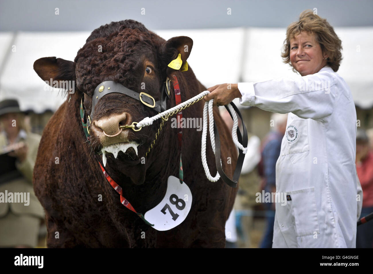 Dorset County Show. A Devon Red bull foams at the mouth during the bull judging at the Dorset County Show, Dorchester. Stock Photo