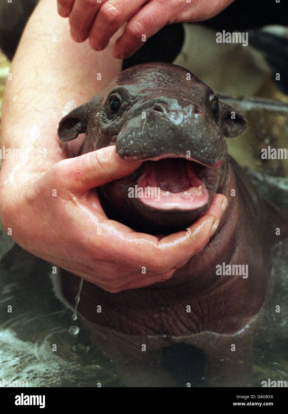 Baby Pygmy Hippo Bath : Baby Pygmy Hippo Rare And Extremely Cute Pix O Plenty : The baby weighs about 13 pounds and is currently the size of a shoebox.