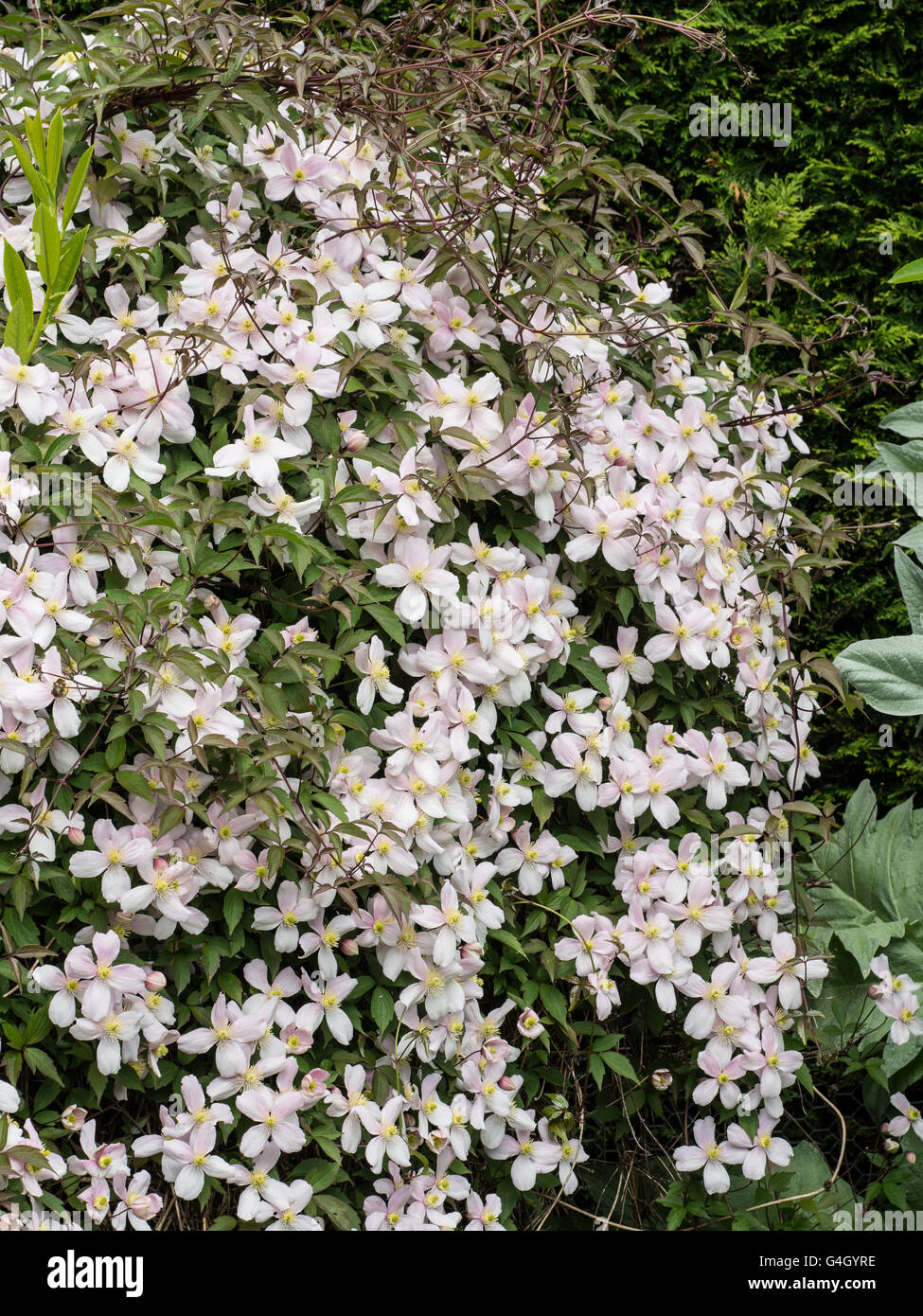 Clematis 'Pink Perfection' flowering over shrubs Stock Photo