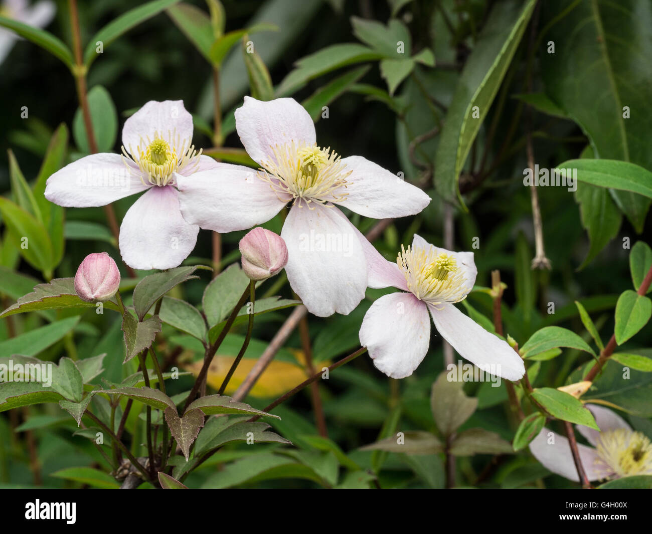 Clematis 'Pink Perfection' flowers Stock Photo