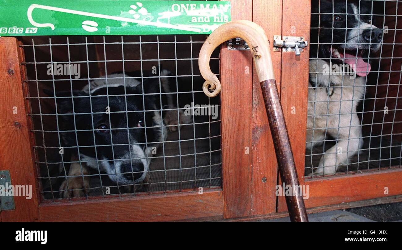 Two of the dogs, belonging to Allan Heaton of Brandsby near York, who has been a Judge and competitor on the TV favourite One Man and His Dog show, which has moved to Sky TV after it was axed by the BBC after 22 years. Stock Photo