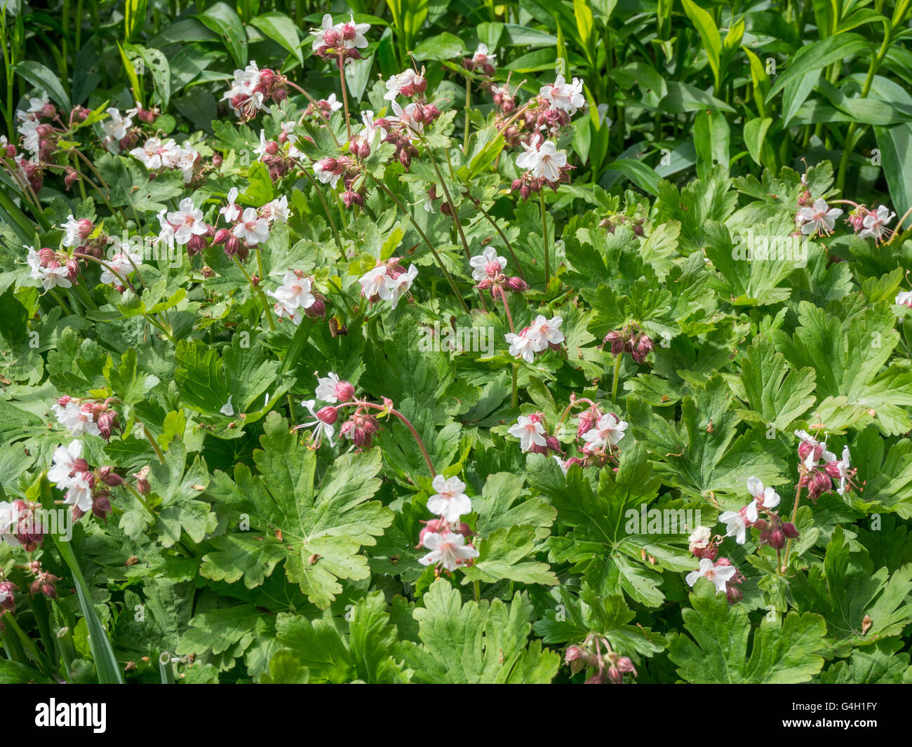 Geranium macrorhizum album flowers and foliage Stock Photo