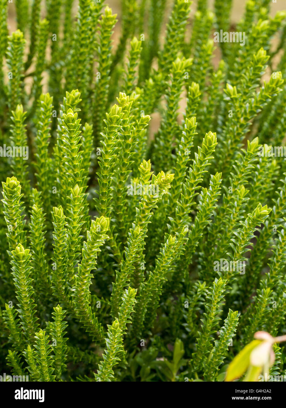 Hebe 'Edinensis' foliage Stock Photo