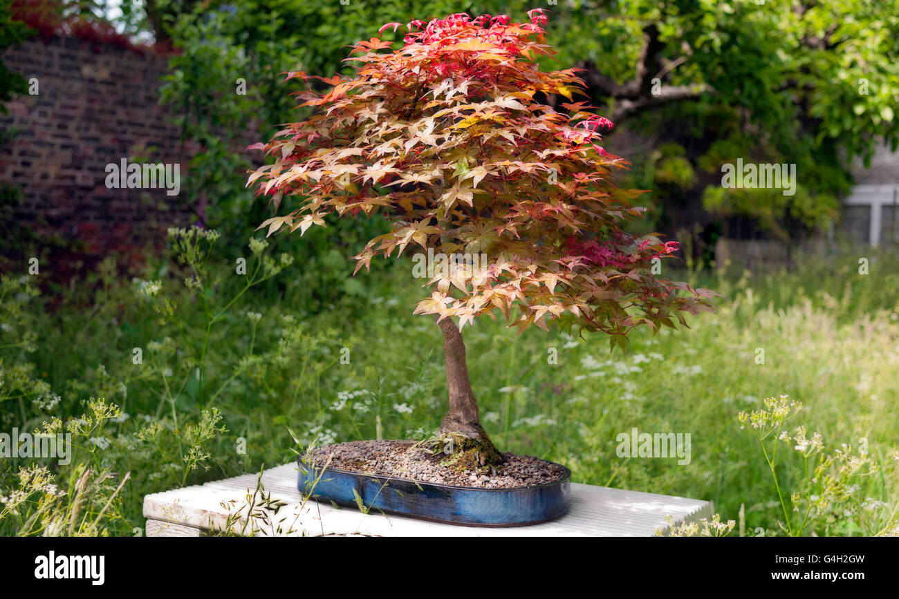 Bonsai Tree on display in English orchard Stock Photo