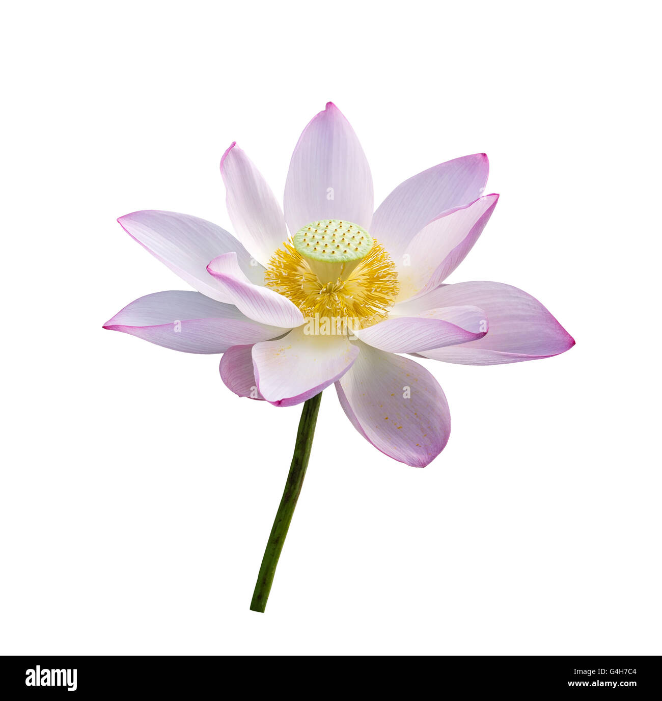 Lotus flower blooming on pond Stock Photo