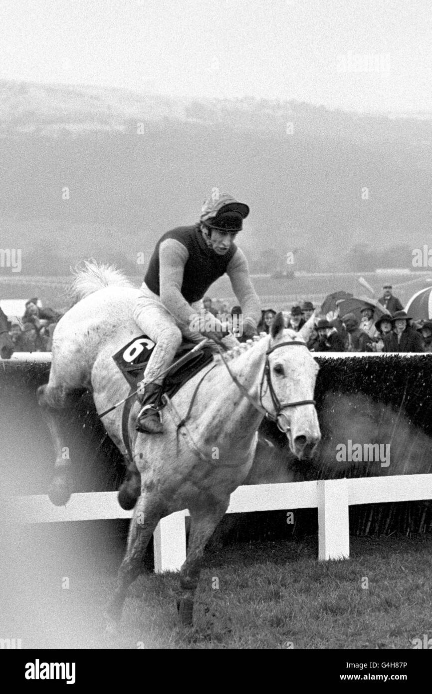 DESERT ORCHID RIDES TO VICTORY Stock Photo