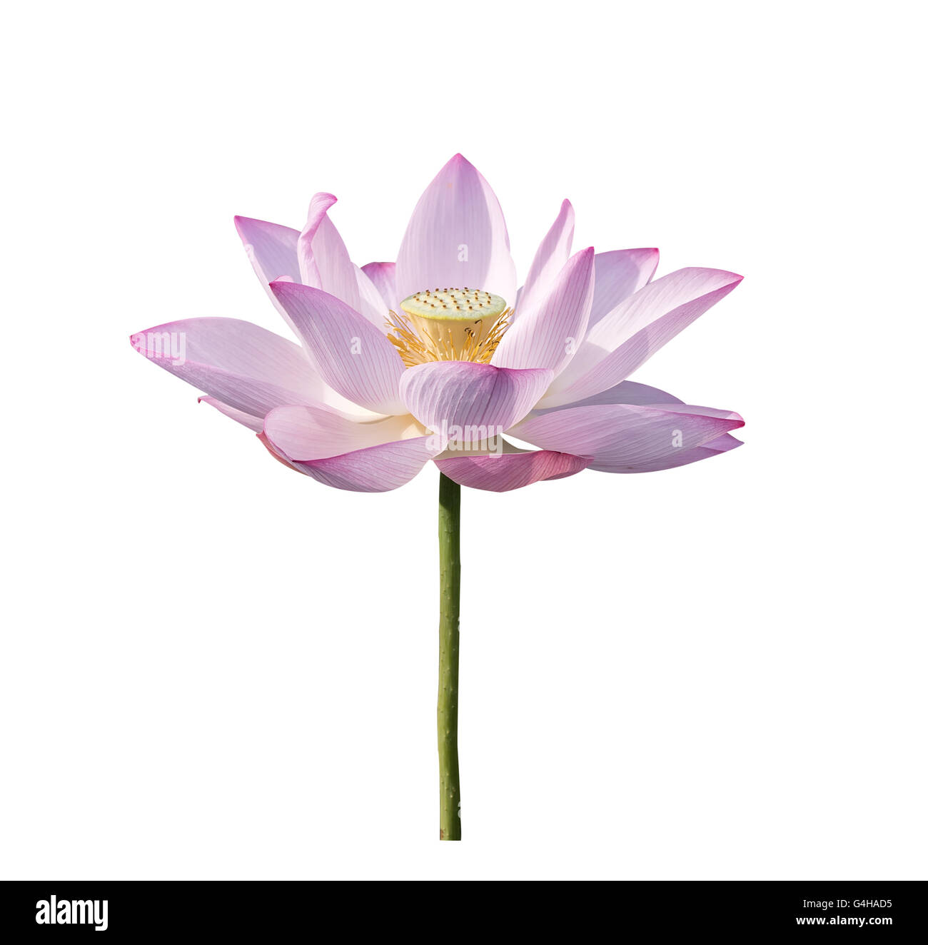 Lotus flower blooming on pond Stock Photo