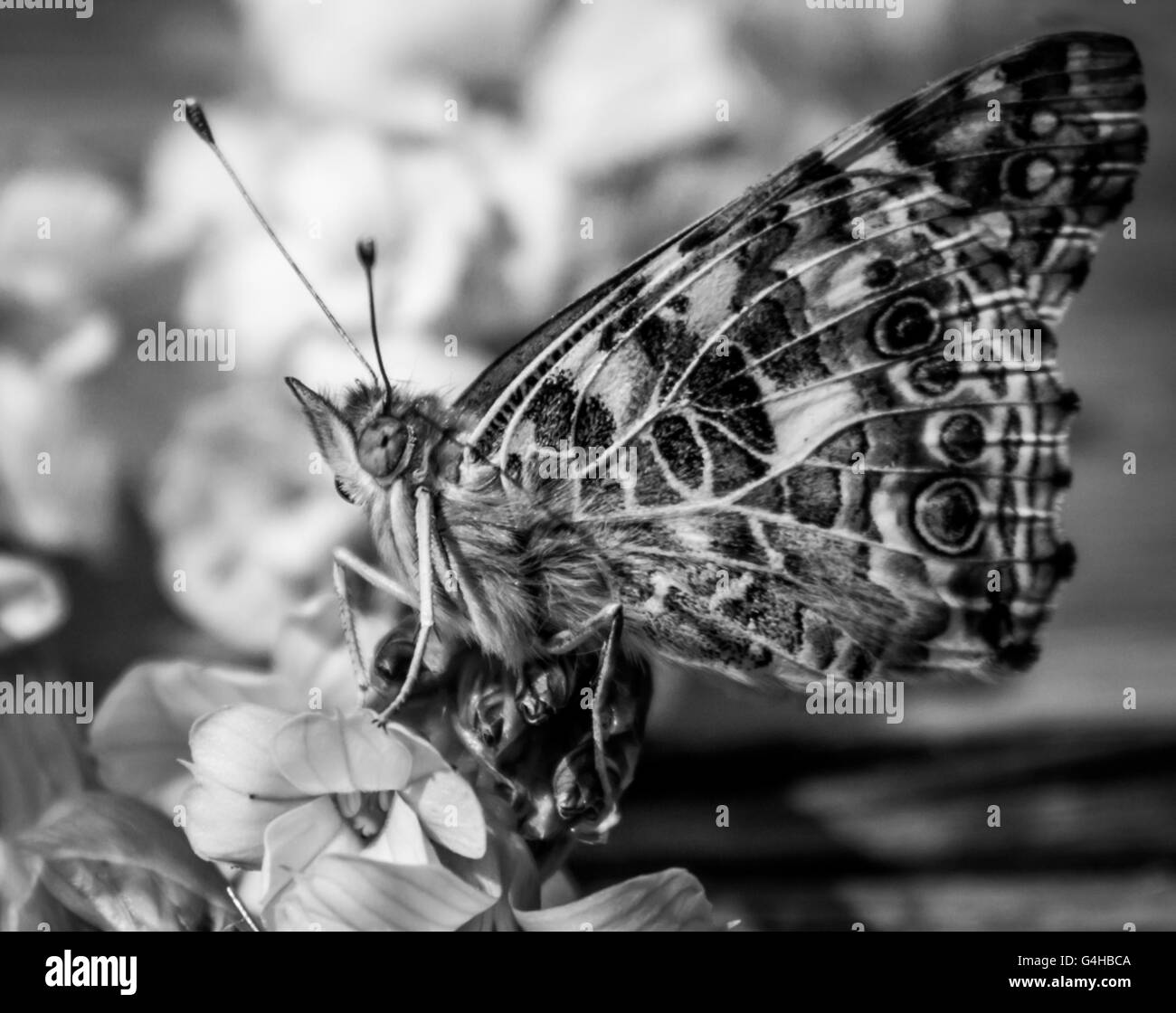 Painted lady butterfly in monochrome Stock Photo