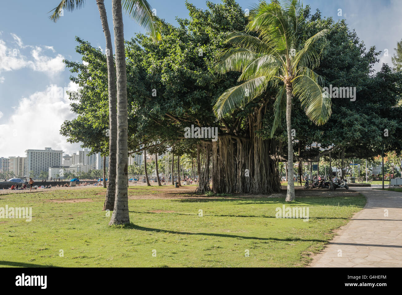 Banyan tree in Waikiki, Oahu, Hawaii Stock Photo