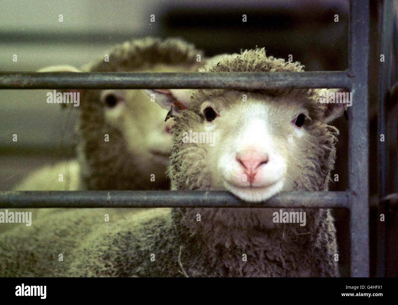 One of the genetically identical cloned sheep at the Roslin institute in Edinburgh gets ready for its identication noseprint. Experts took the nose prints from the cloned sheep sisters in an effort to prove that every animal can be identified using the technique. They expect to find the animals will have different nose prints, adding credibility to animal nose printing. See PA Story SCIENCE Prints. Photo by David Cheskin. Stock Photo