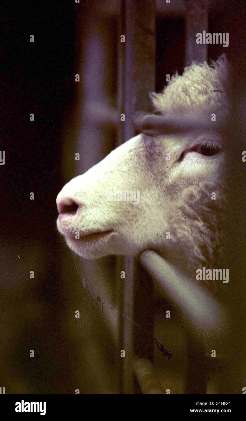 One of the genetically identical cloned sheep at the Roslin institute in Edinburgh gets ready for its identication noseprint. Experts took the nose prints from the cloned sheep sisters in an effort to prove that every animal can be identified using the technique. They expect to find the animals will have different nose prints, adding credibility to animal nose printing. See PA Story SCIENCE Prints. Photo by David Cheskin. Stock Photo
