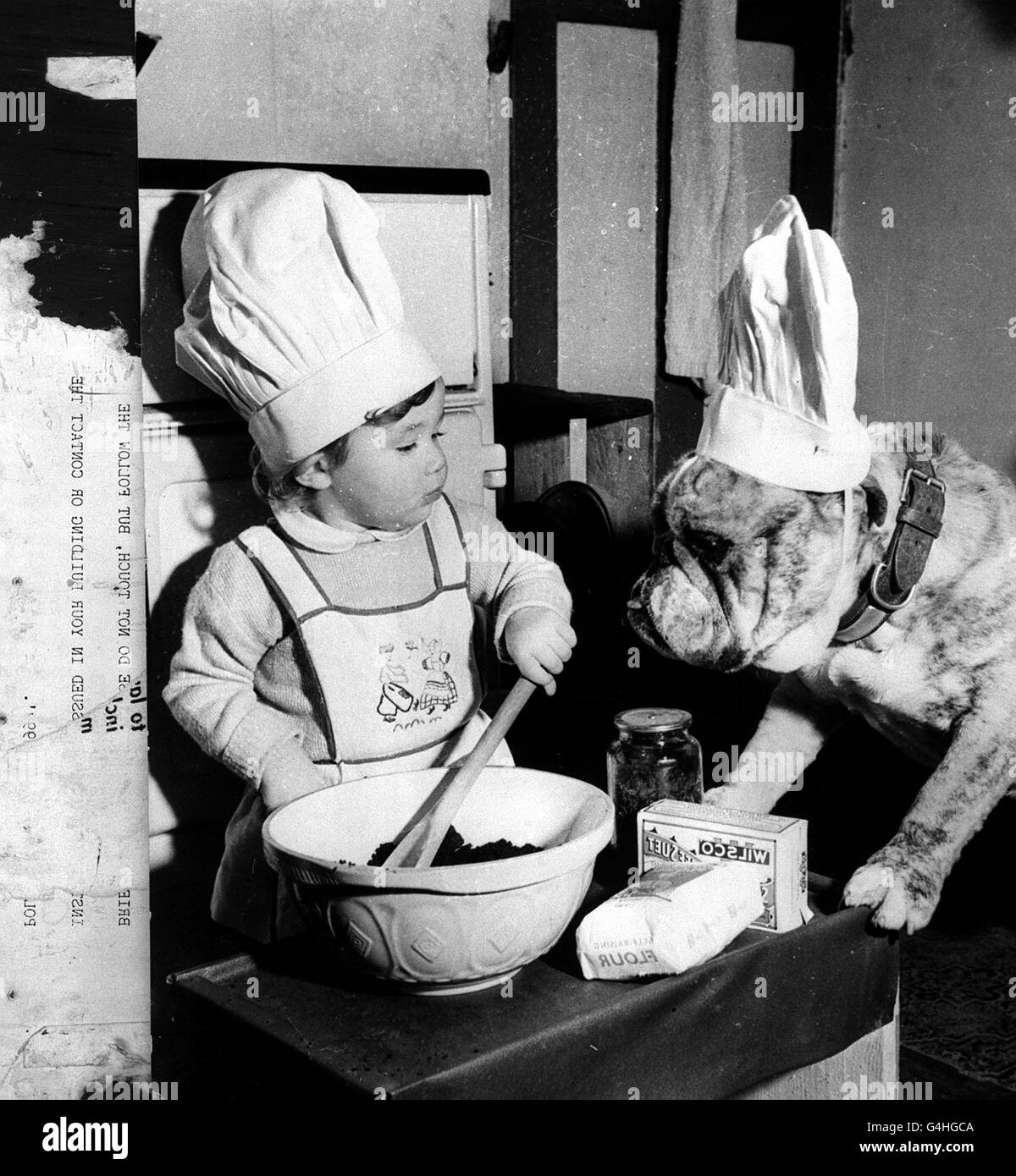 PA NEWS PHOTO 1950'S CIRCA AN UNDATED FILE PICTURE OF 18 MONTH OLD JULIA NEAL MIXING THE CHRISTMAS PUDDING WHILST GEORGE THE BULLDOG LOOKS ON IN HANHAM ABBOTS, NEAR BRISTOL Stock Photo