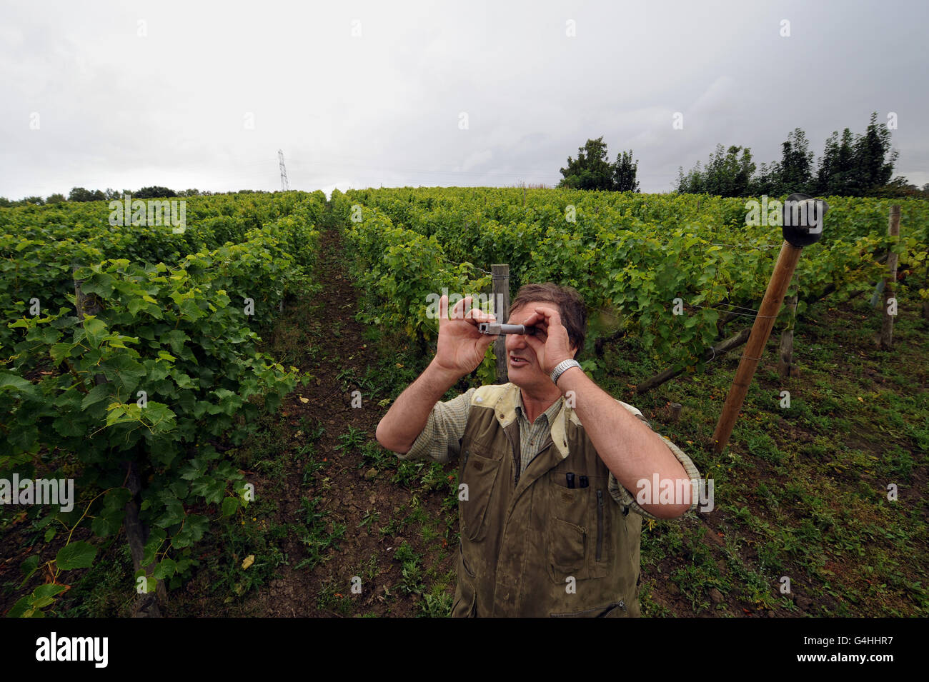 Vineyard owner Bowden checks his grapes uses a refractometer for