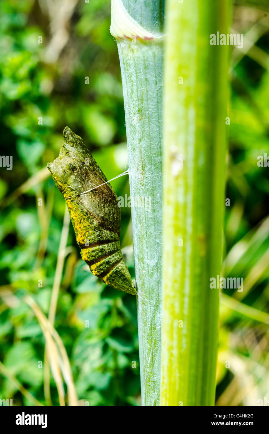 A Tiger Swallowtail Butterfly Chrysalis Stock Photo Alamy