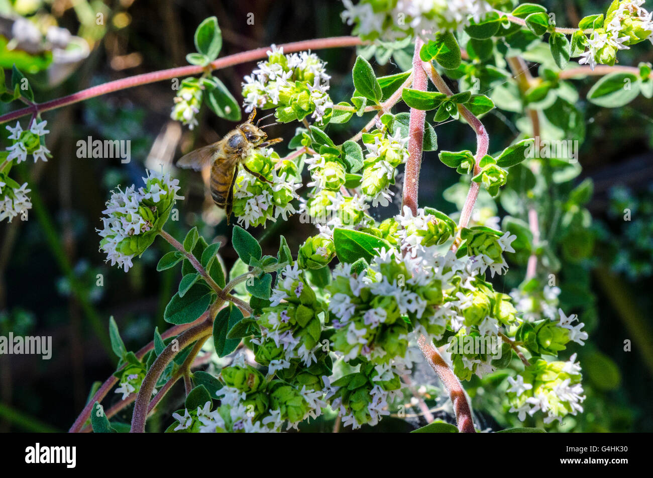 An Oregano Plant with a bee Oreganum Stock Photo