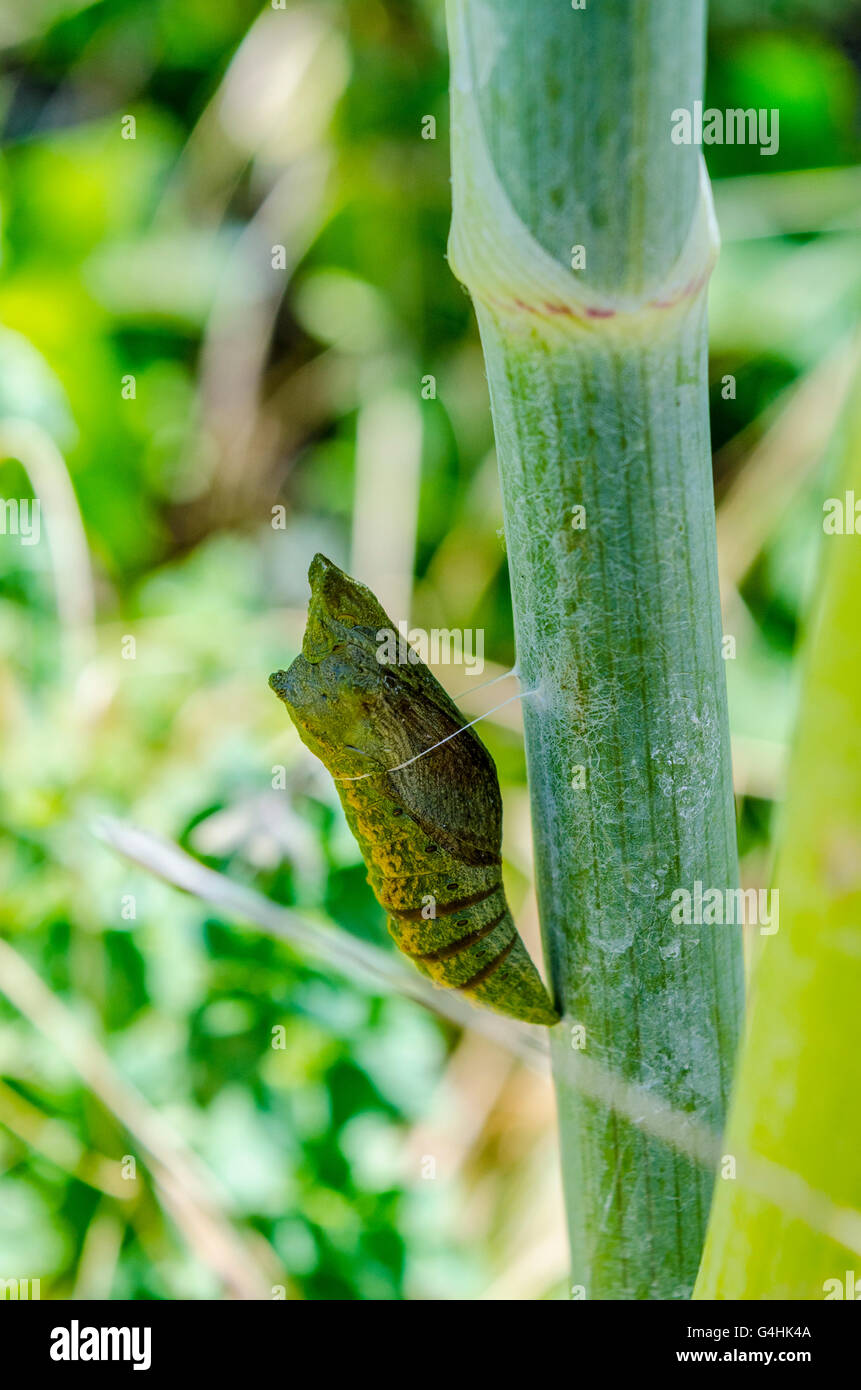 A Tiger Swallowtail Butterfly Chrysalis Stock Photo Alamy