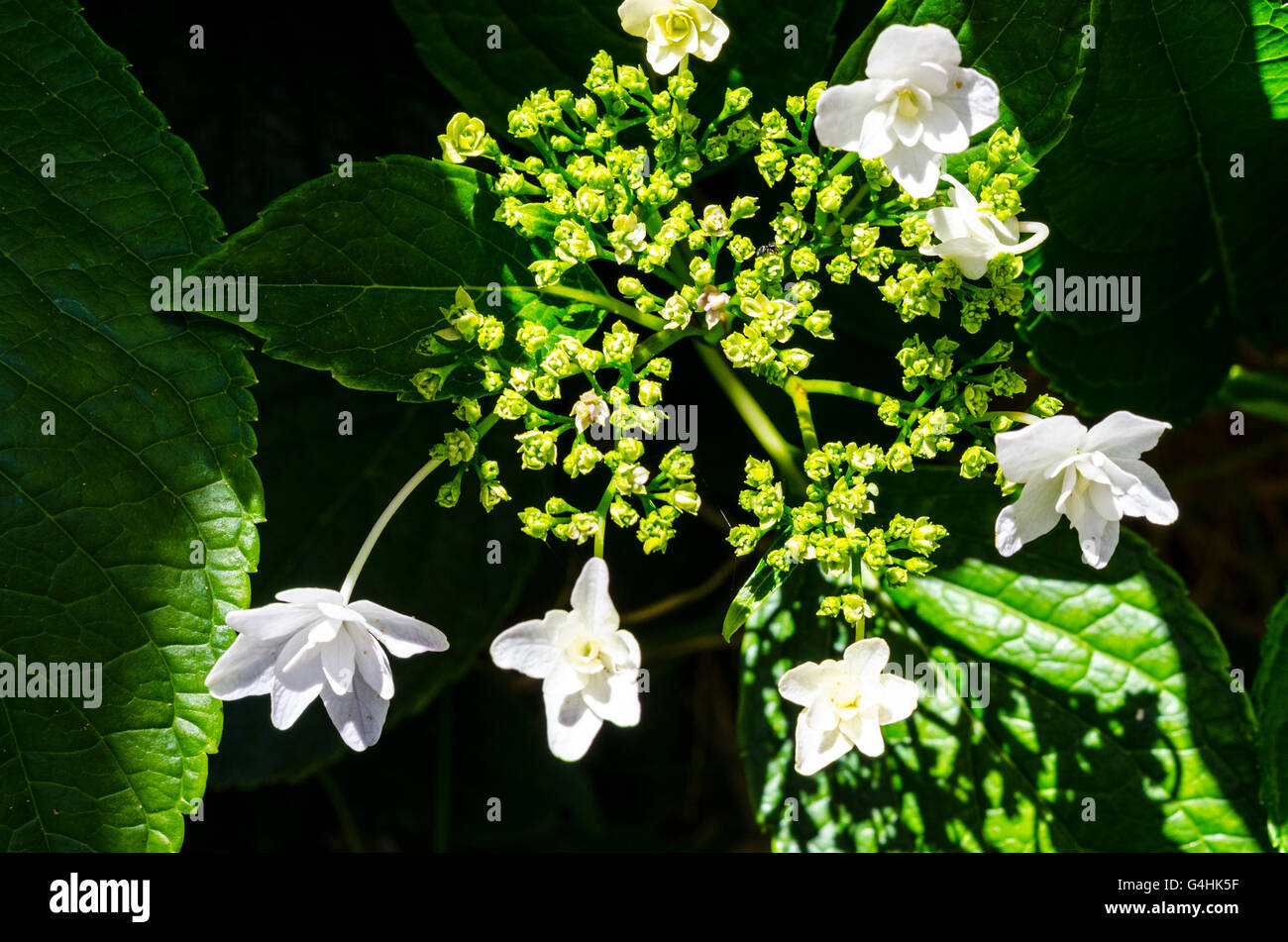A shooting star type Hydrangea macrophylla Stock Photo Alamy