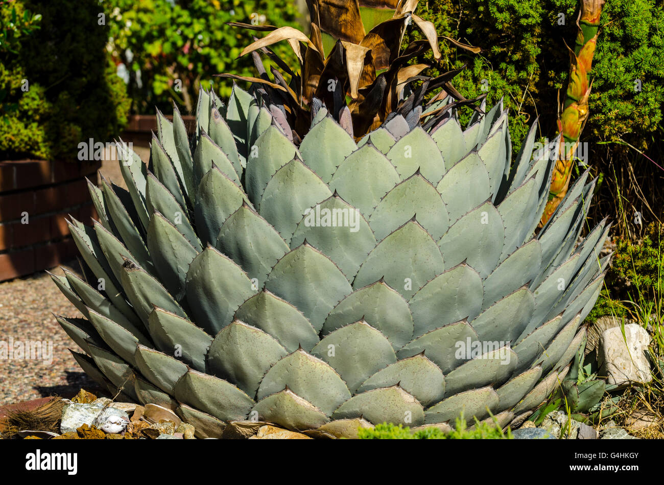 A blossoming agave parryi  variety huachuchensis native to southern Arizona south to Chihuahua Mexico Stock Photo