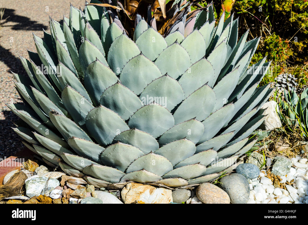 A blossoming agave parryi  variety huachuchensis native to southern Arizona south to Chihuahua Mexico Stock Photo