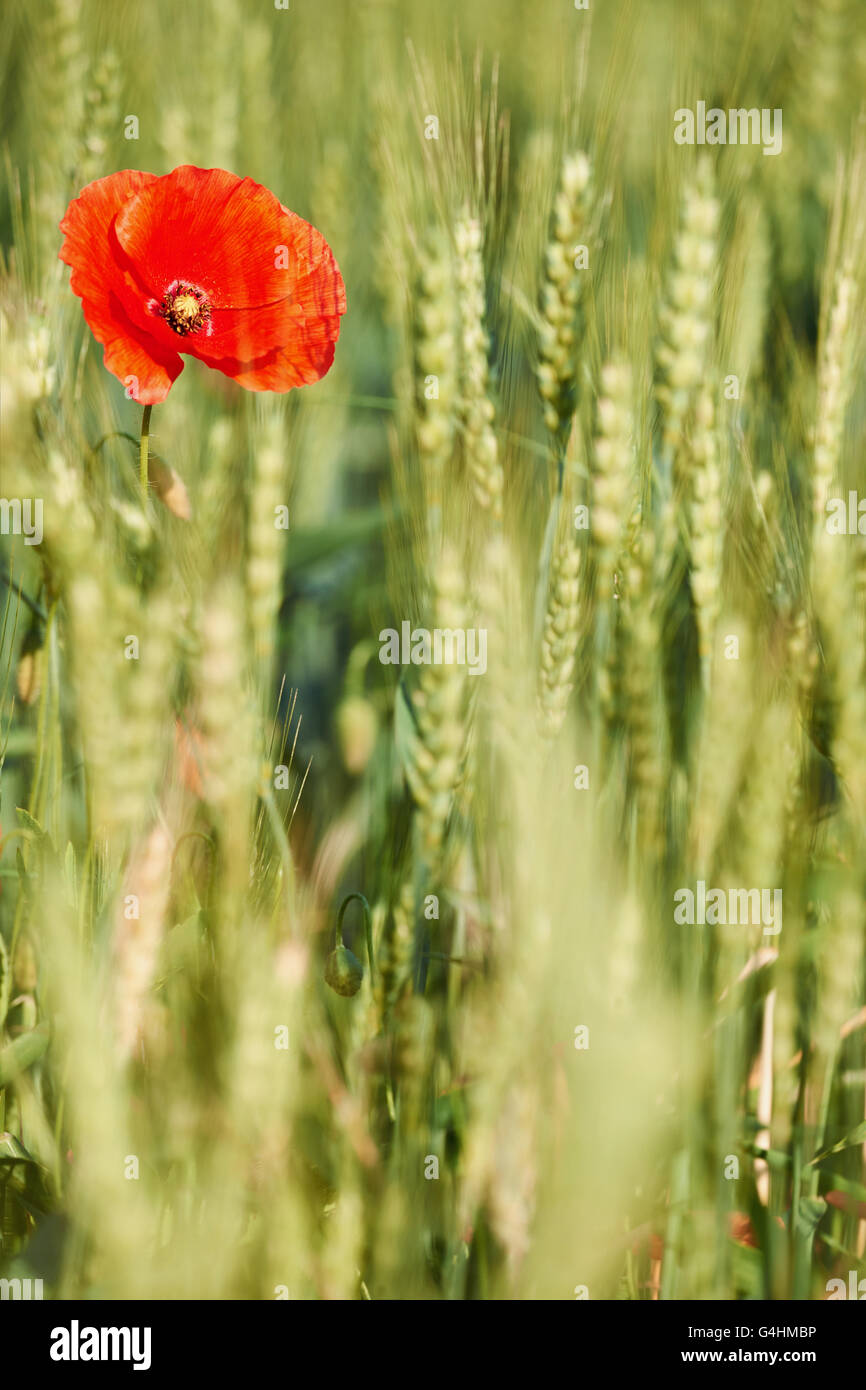 Beautiful summer poppy flower in a field of wheat with blurred ...