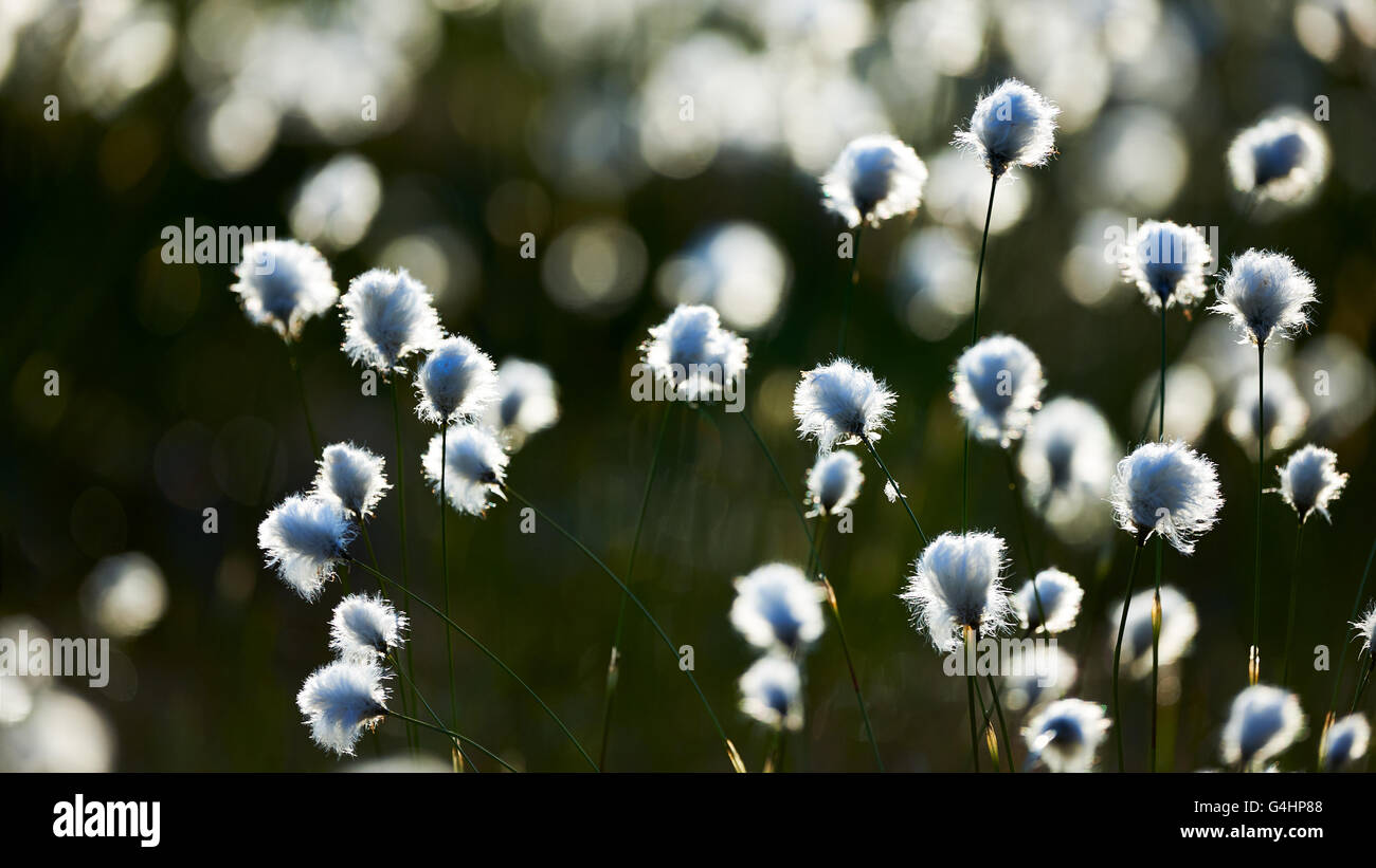 Cotton grass photographed against Finnish light in a finnish swamp in