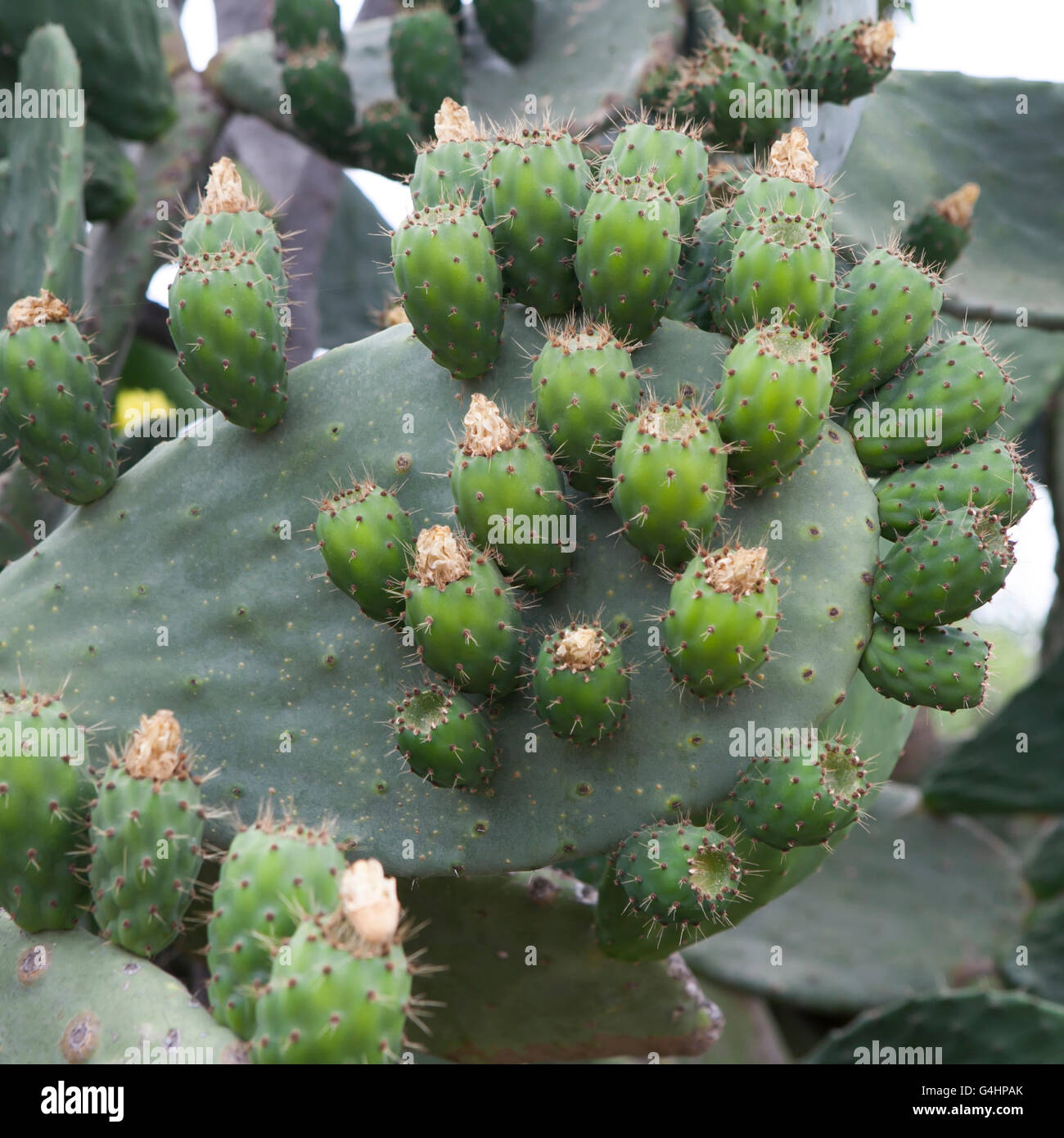 edible fruit of a cactus Opuntia Stock Photo Alamy
